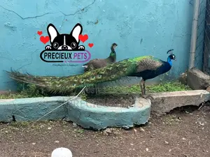 1 Pair of Adult Peacock (Peacock Peafowl)