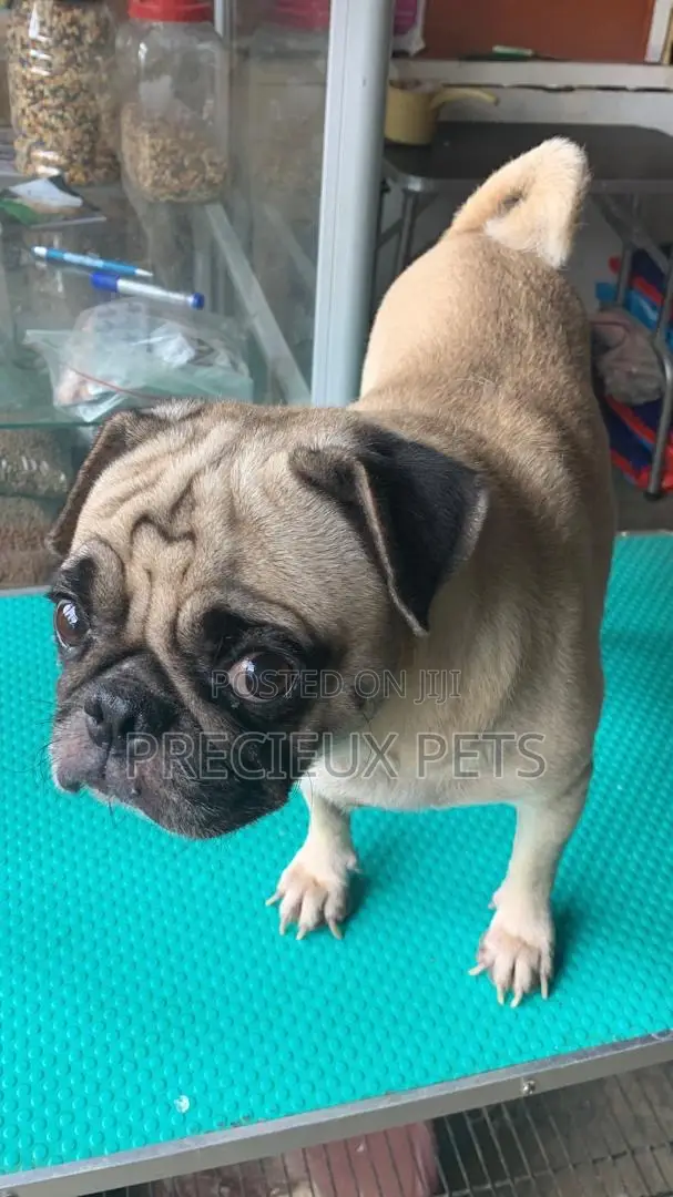 Adult Male Pug For Stud / Crossing / Mating At Precieux-pets