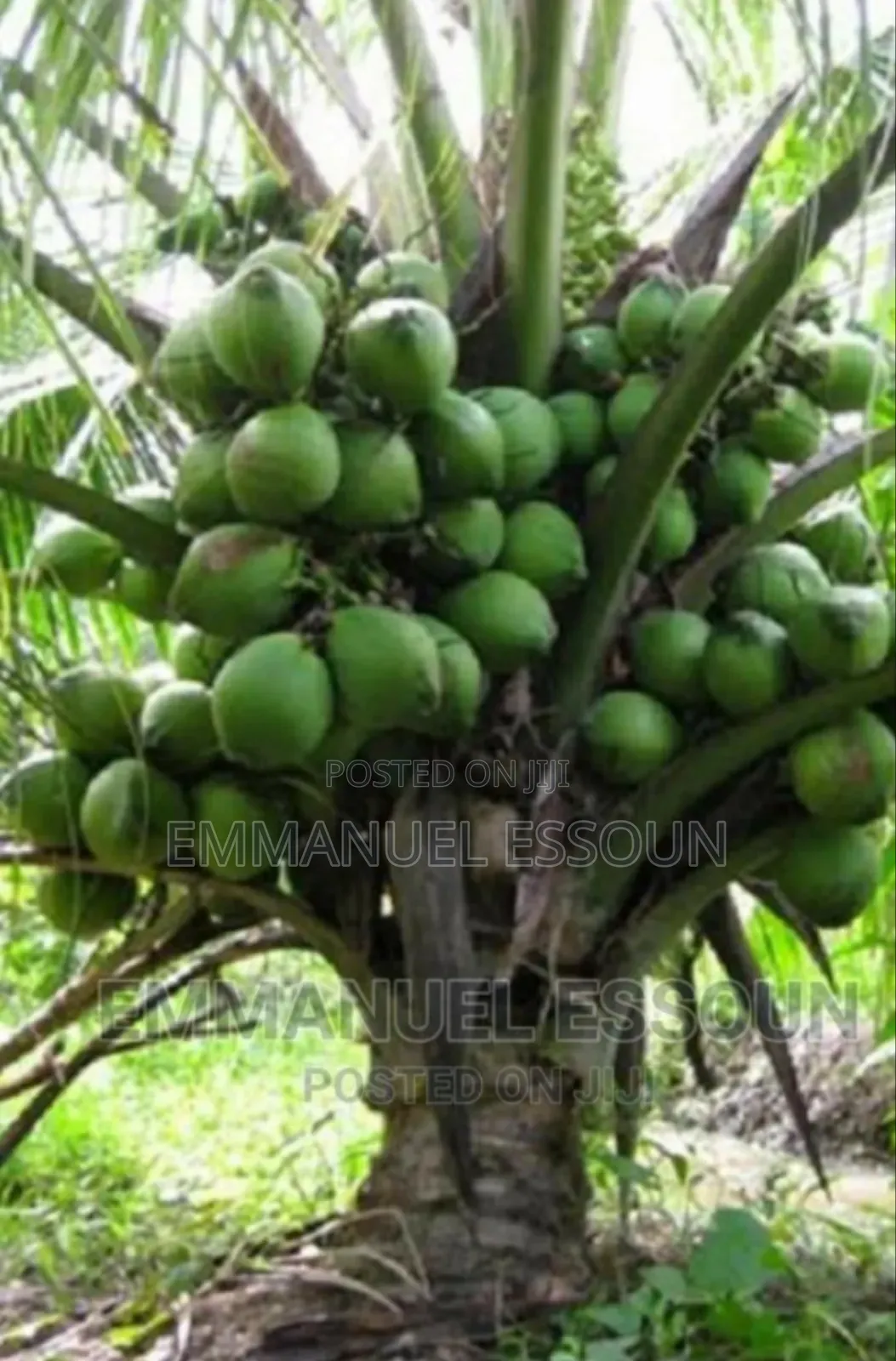 Unmerited Giftag Coconut Seedlings