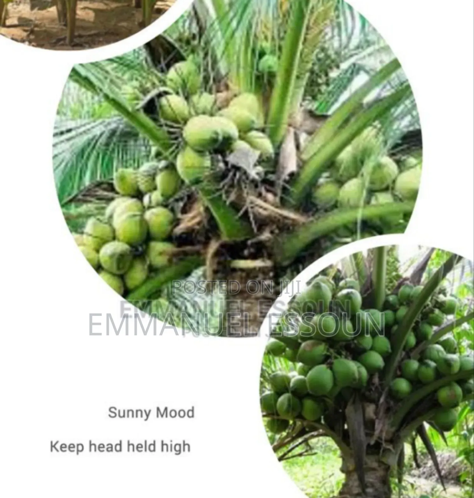 Unmerited Giftag Coconut Seedlings