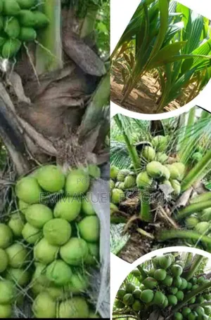 Unmerited Giftag Coconut Seedlings