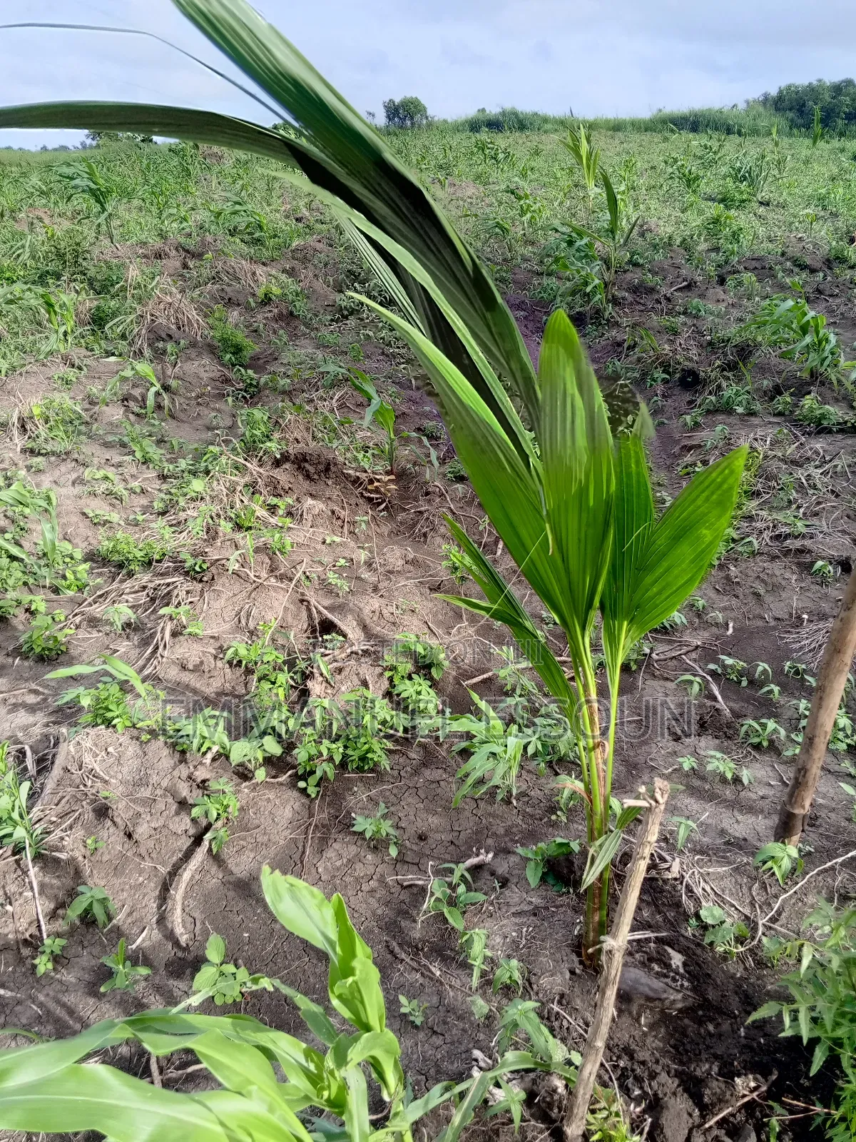 Unmerited Giftag Coconut Seedlings