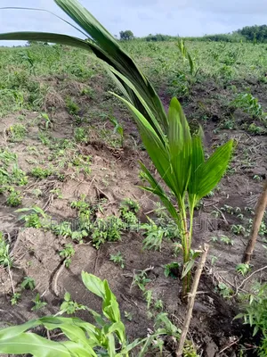 Unmerited Giftag Coconut Seedlings