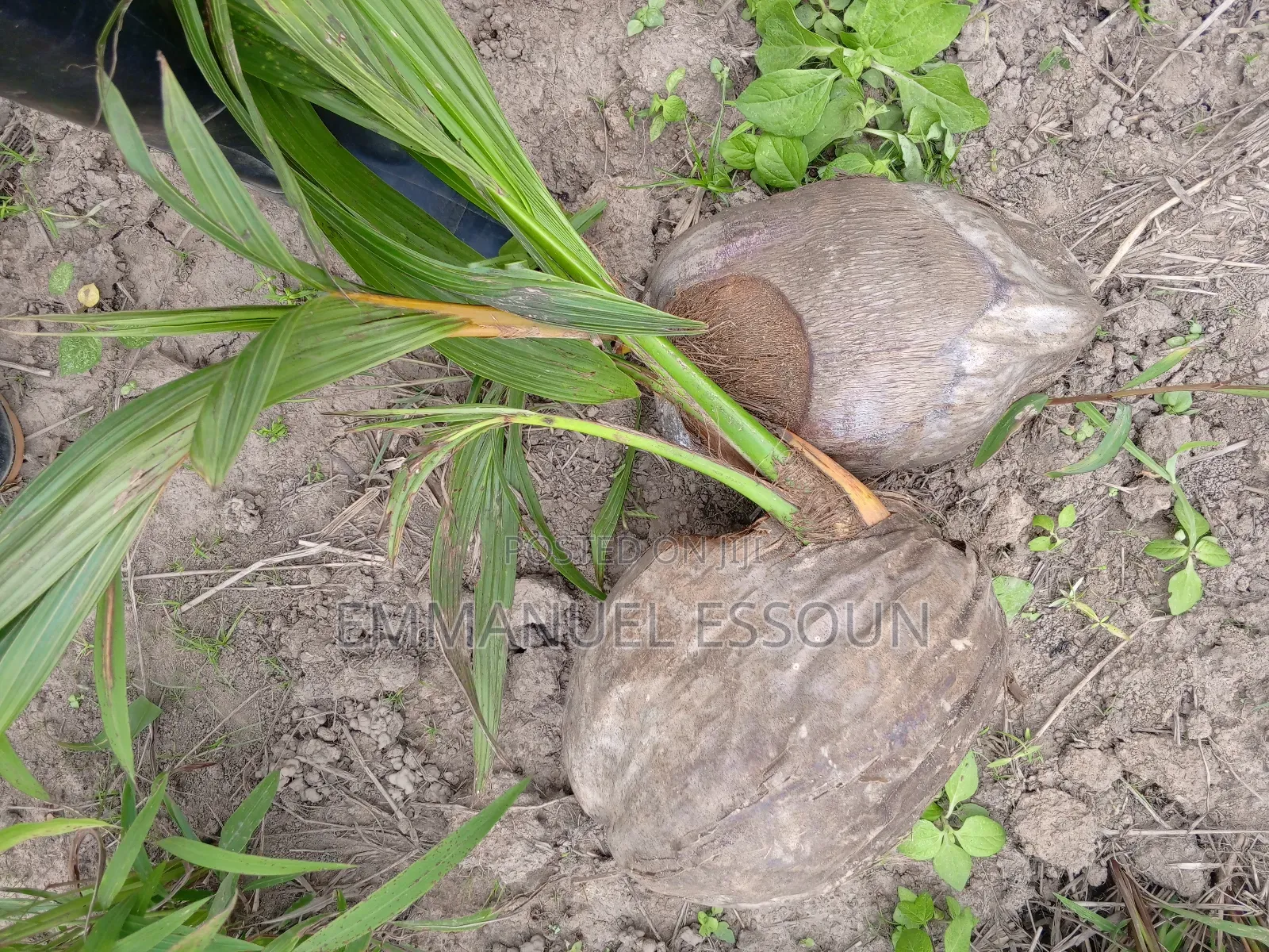 Unmerited Giftag Coconut Seedlings