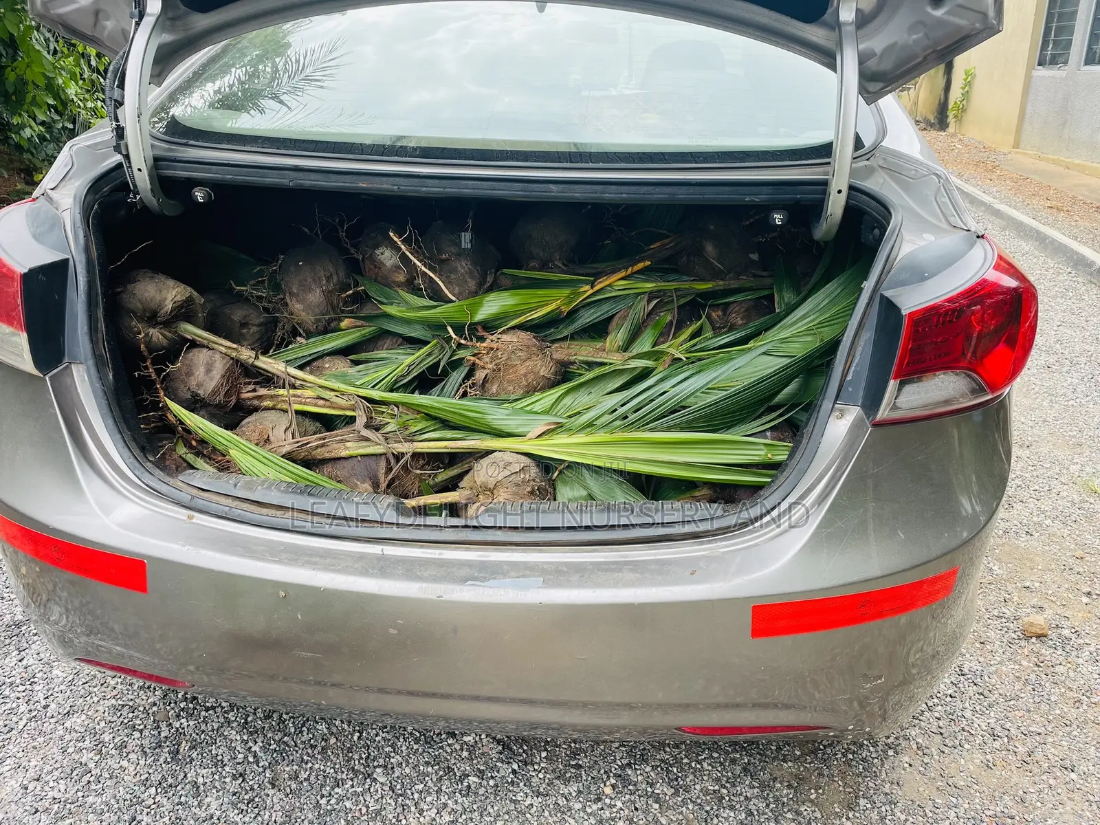 Dwarf and Hybrid Coconut Seedlings