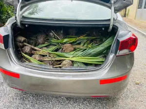 Dwarf and Hybrid Coconut Seedlings