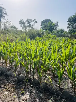 Dwarf and Hybrid Coconut Seedlings