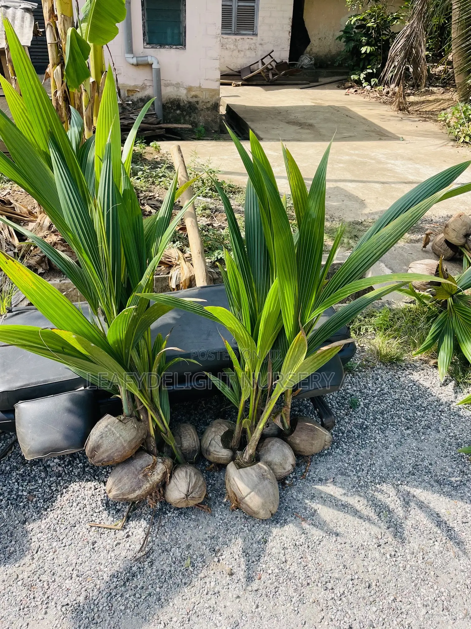 Dwarf and Hybrid Coconut Seedlings