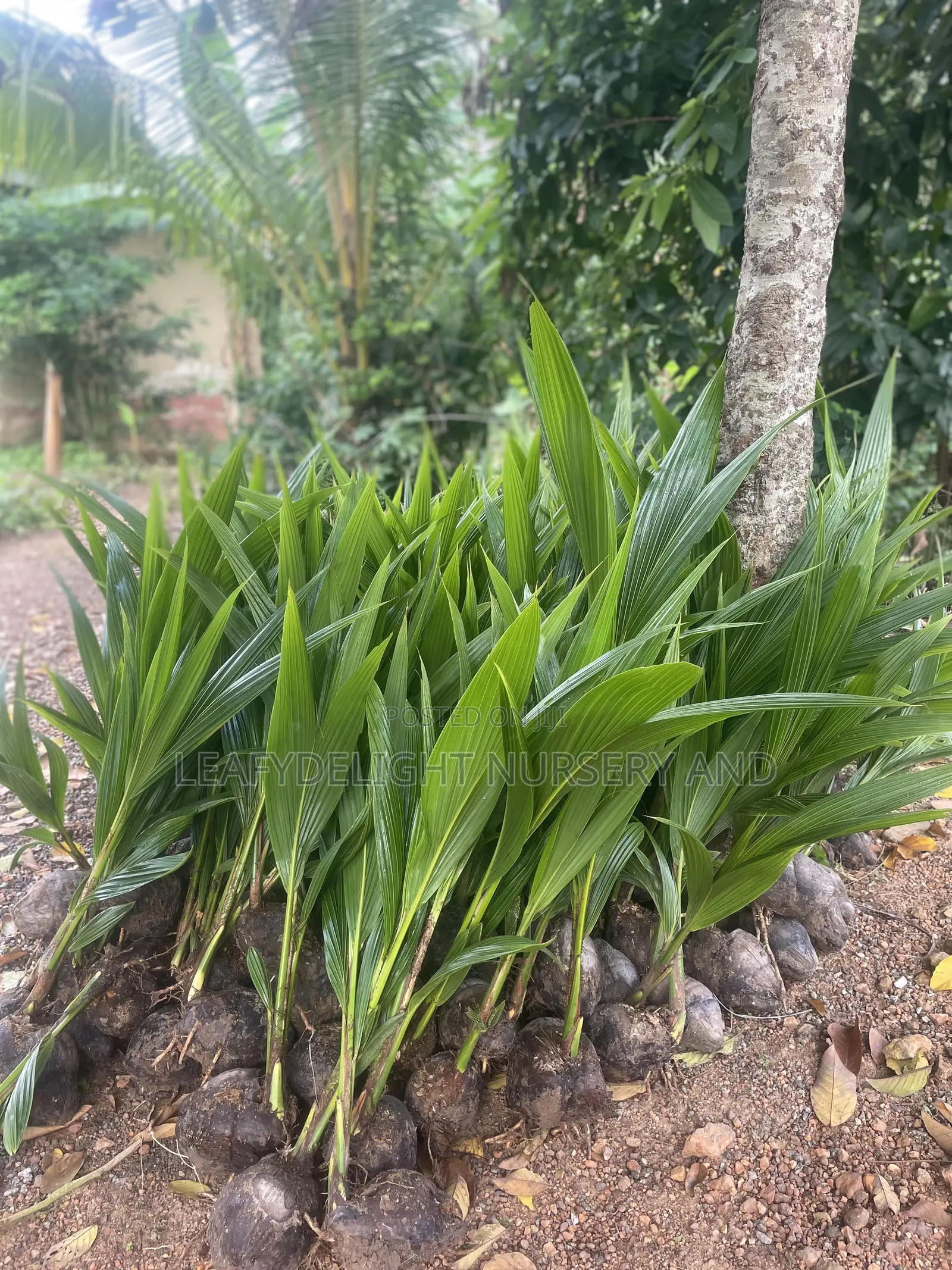 Dwarf and Hybrid Coconut Seedlings
