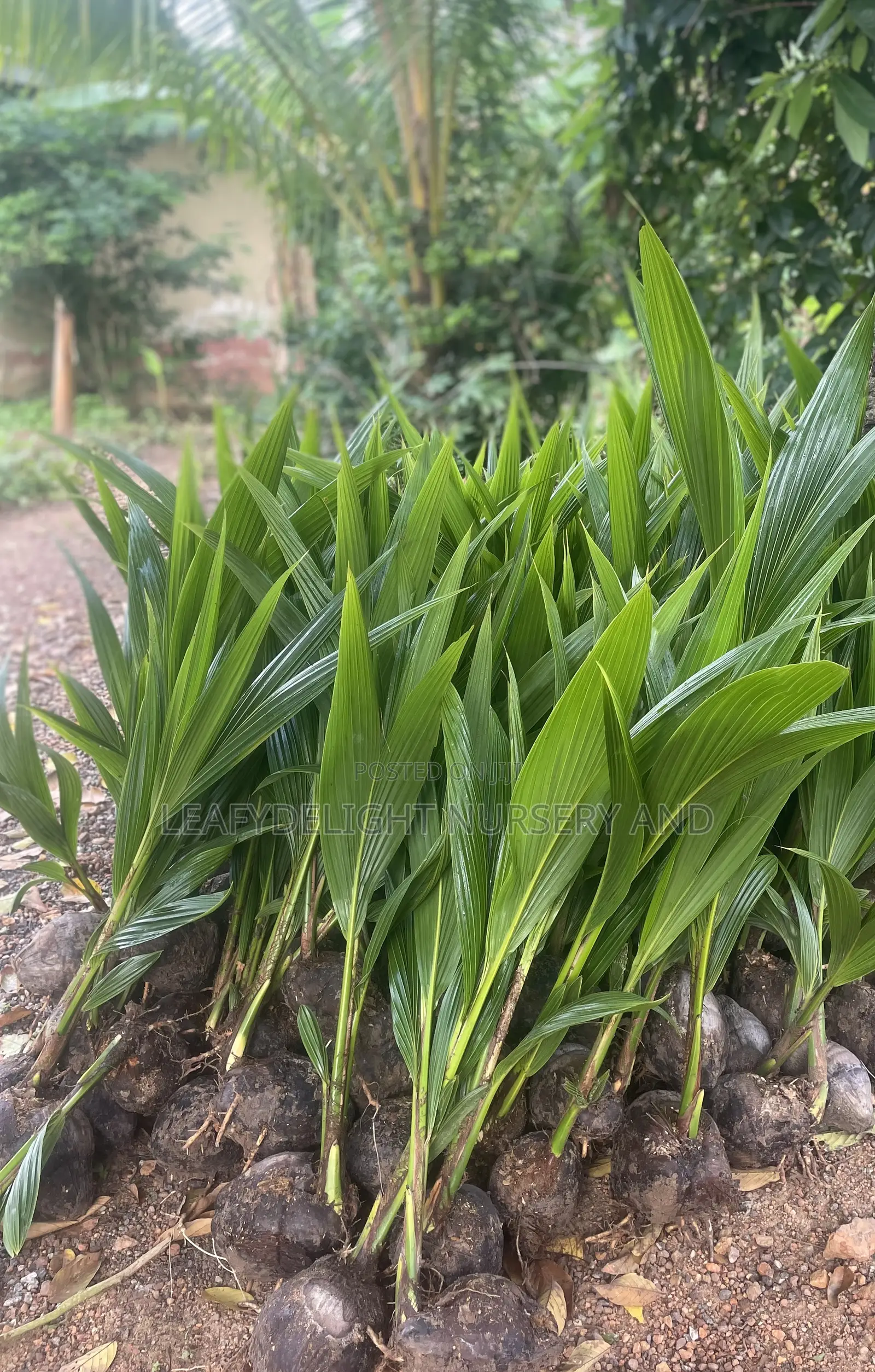 Dwarf and Hybrid Coconut Seedlings