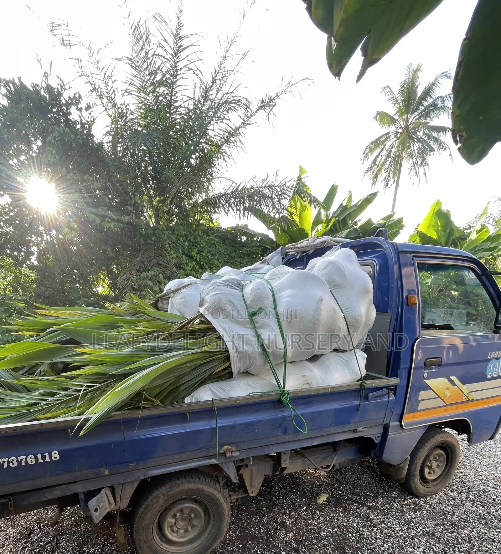 Dwarf and Hybrid Coconut Seedlings