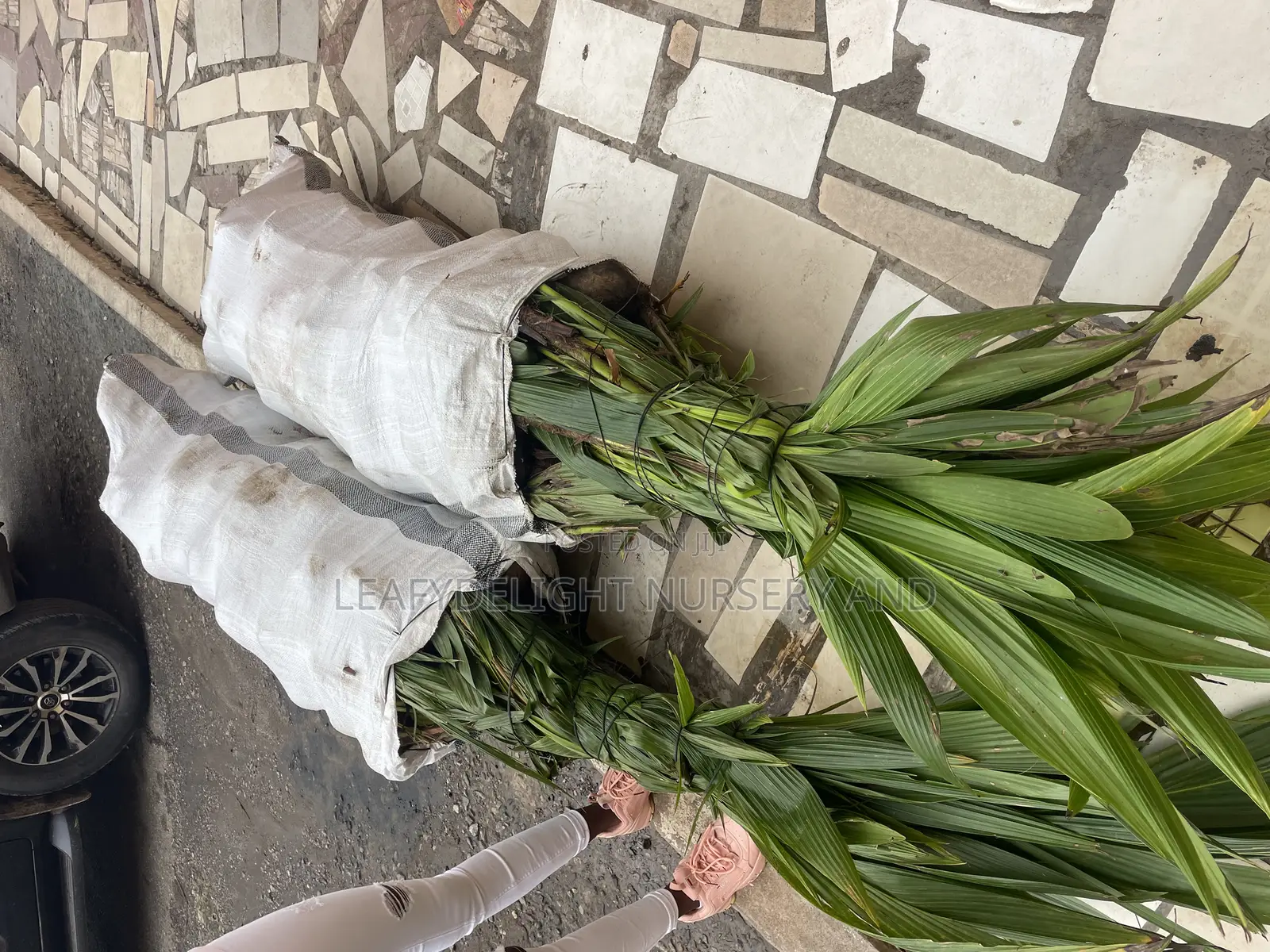 Dwarf and Hybrid Coconut Seedlings
