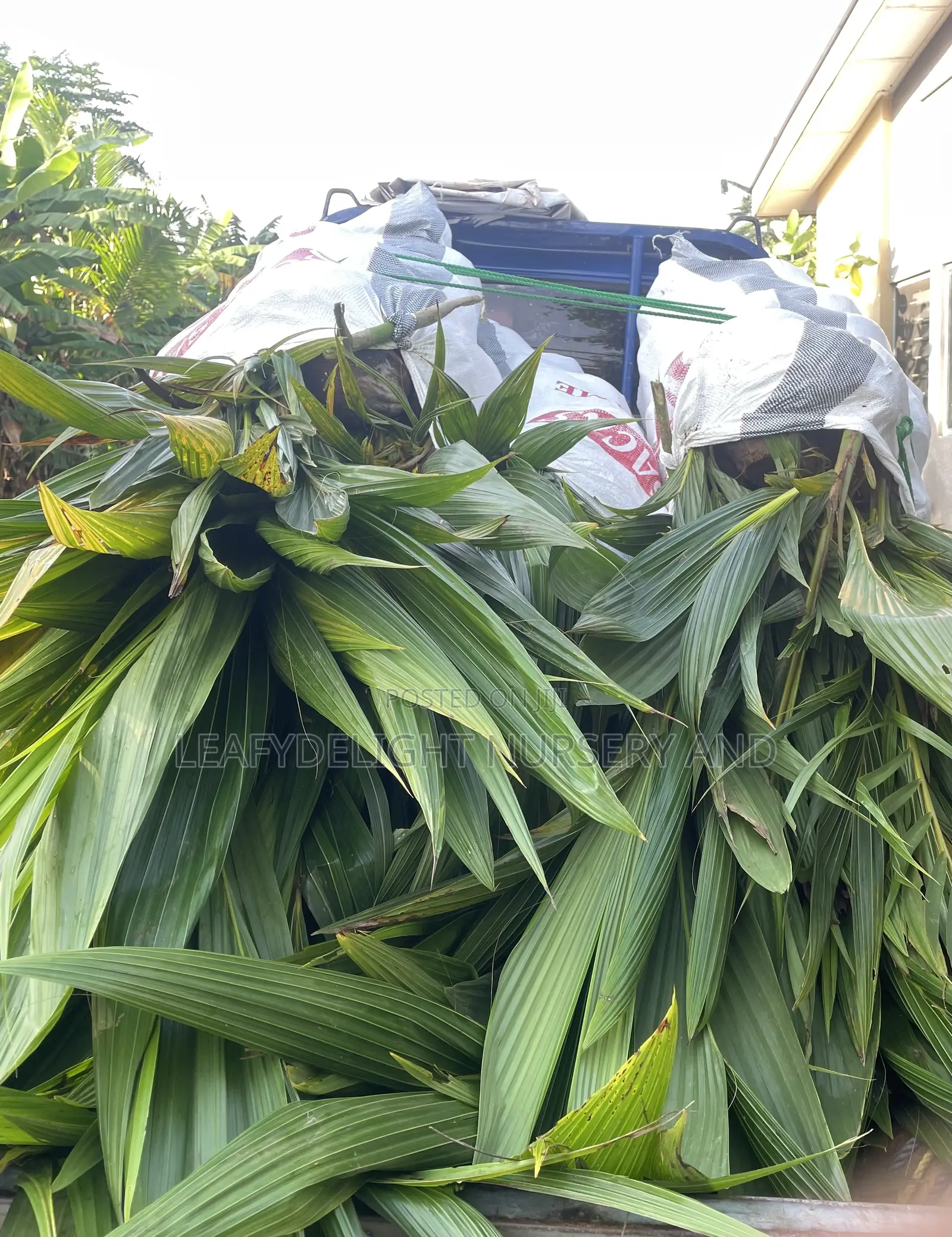Dwarf and Hybrid Coconut Seedlings