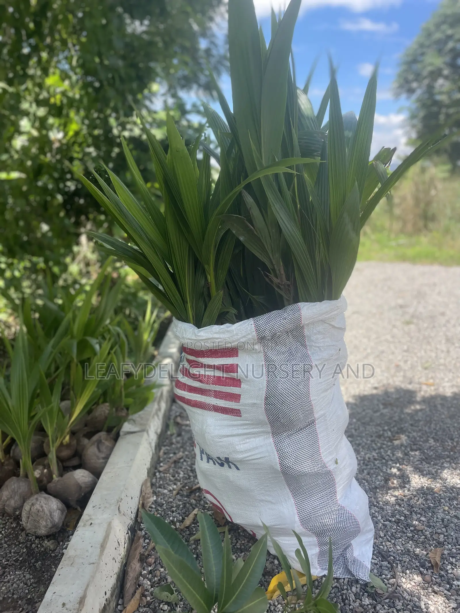 Dwarf and Hybrid Coconut Seedlings