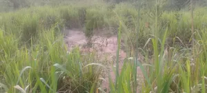 Hot Cake! Half Plot for Sale!!