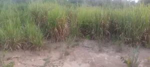 Hot Cake! Half Plot for Sale!!