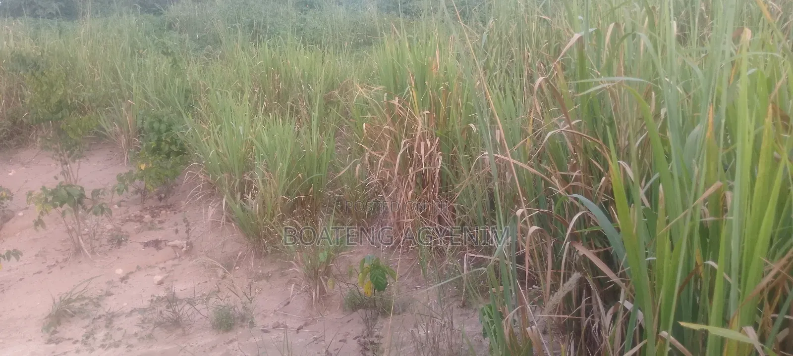 Hot Cake! Half Plot for Sale!!