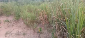 Hot Cake! Half Plot for Sale!!