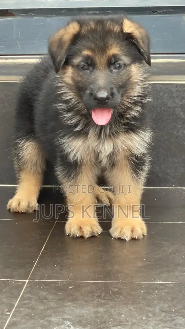 1-3 months Male Purebred German Shepherd