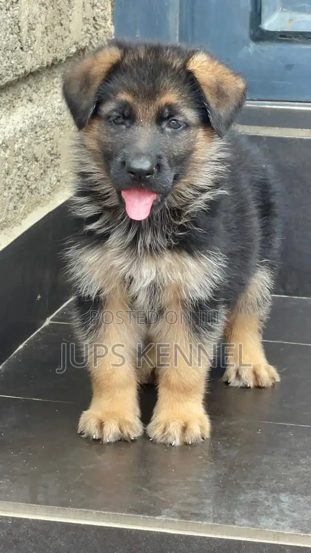 1-3 months Male Purebred German Shepherd