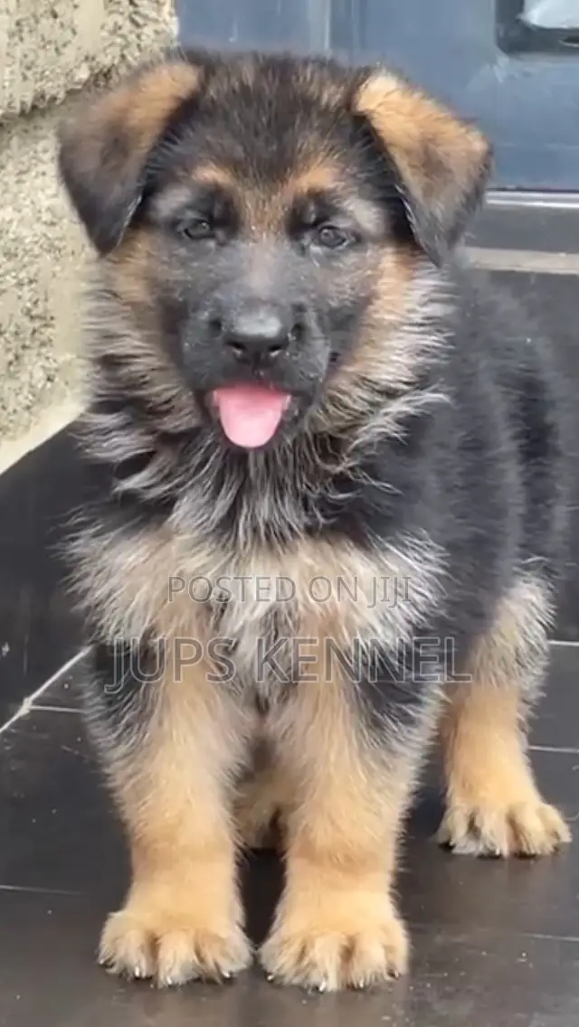 1-3 months Male Purebred German Shepherd
