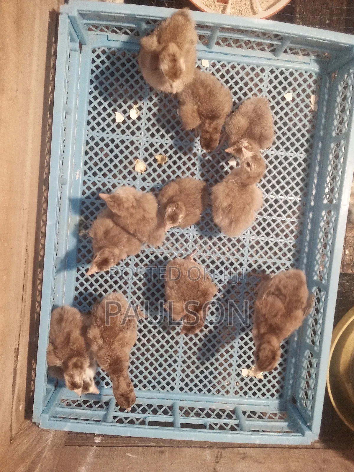 Bourbon Red Turkeys (Brown Turkeys)