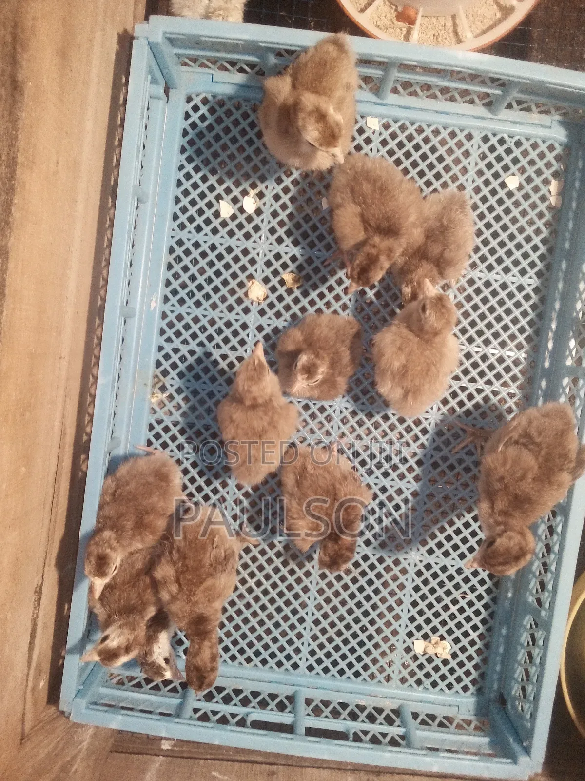 Bourbon Red Turkeys (Brown Turkeys)