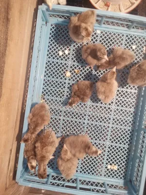 Bourbon Red Turkeys (Brown Turkeys)