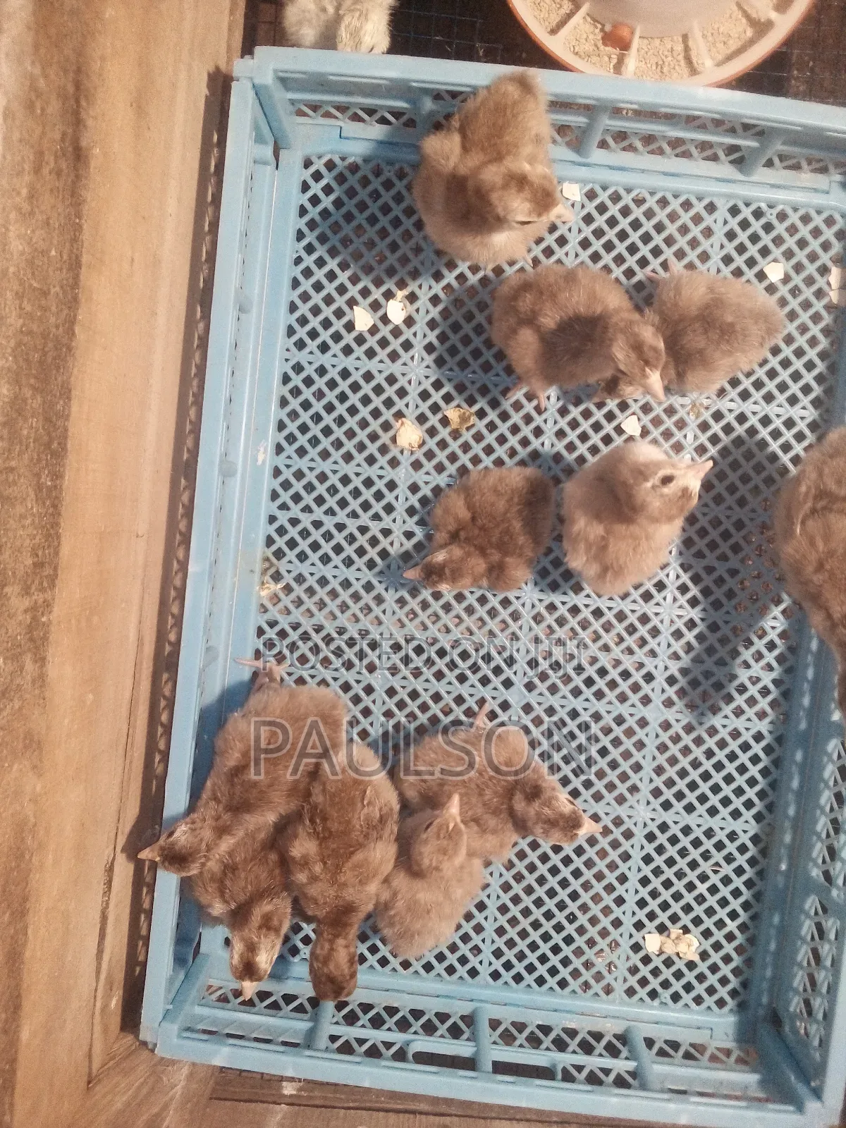 Bourbon Red Turkeys (Brown Turkeys)