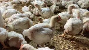 Broiler Cobb 500