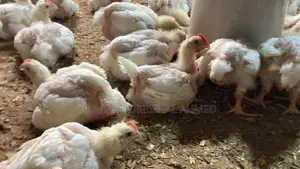 Broiler Cobb 500