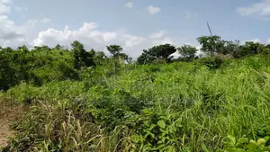 Central Region, (Ekumfi Essam) _ 200+ Acres Farmland
