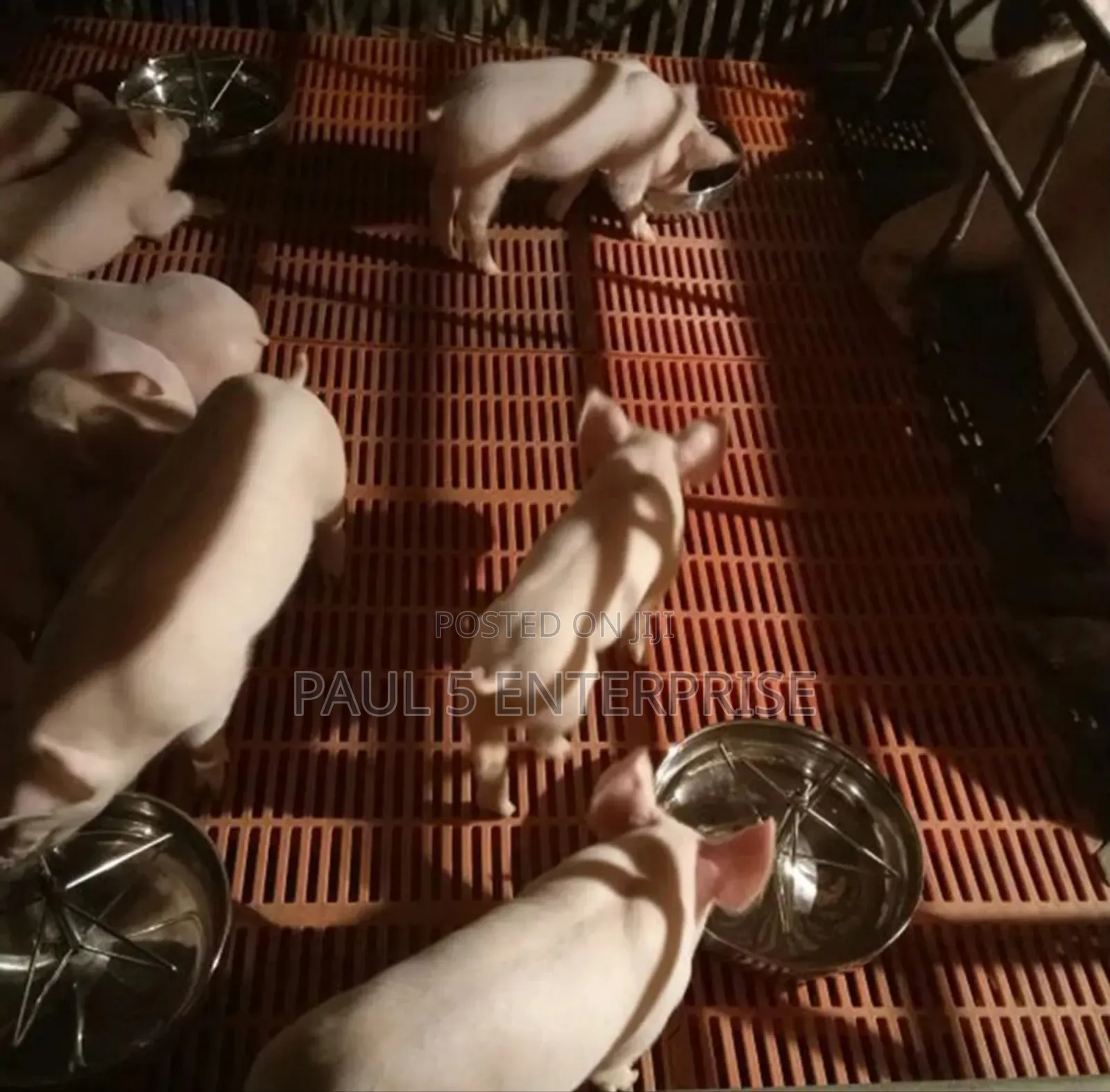 25cm Piglet Feeding Bowl