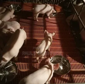 25cm Piglet Feeding Bowl