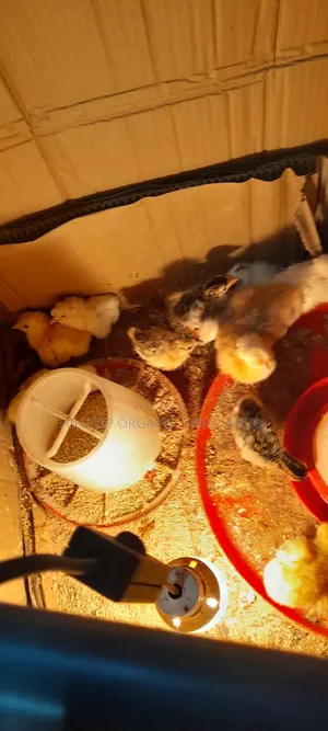 Day Old Sasso Chicks Available on Pre Order Basis