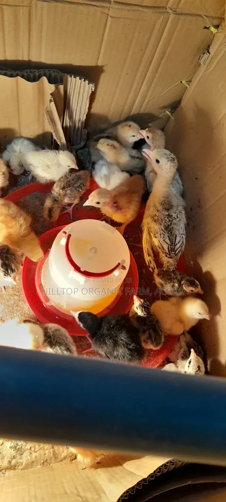 Day Old Sasso Chicks Available on Pre Order Basis