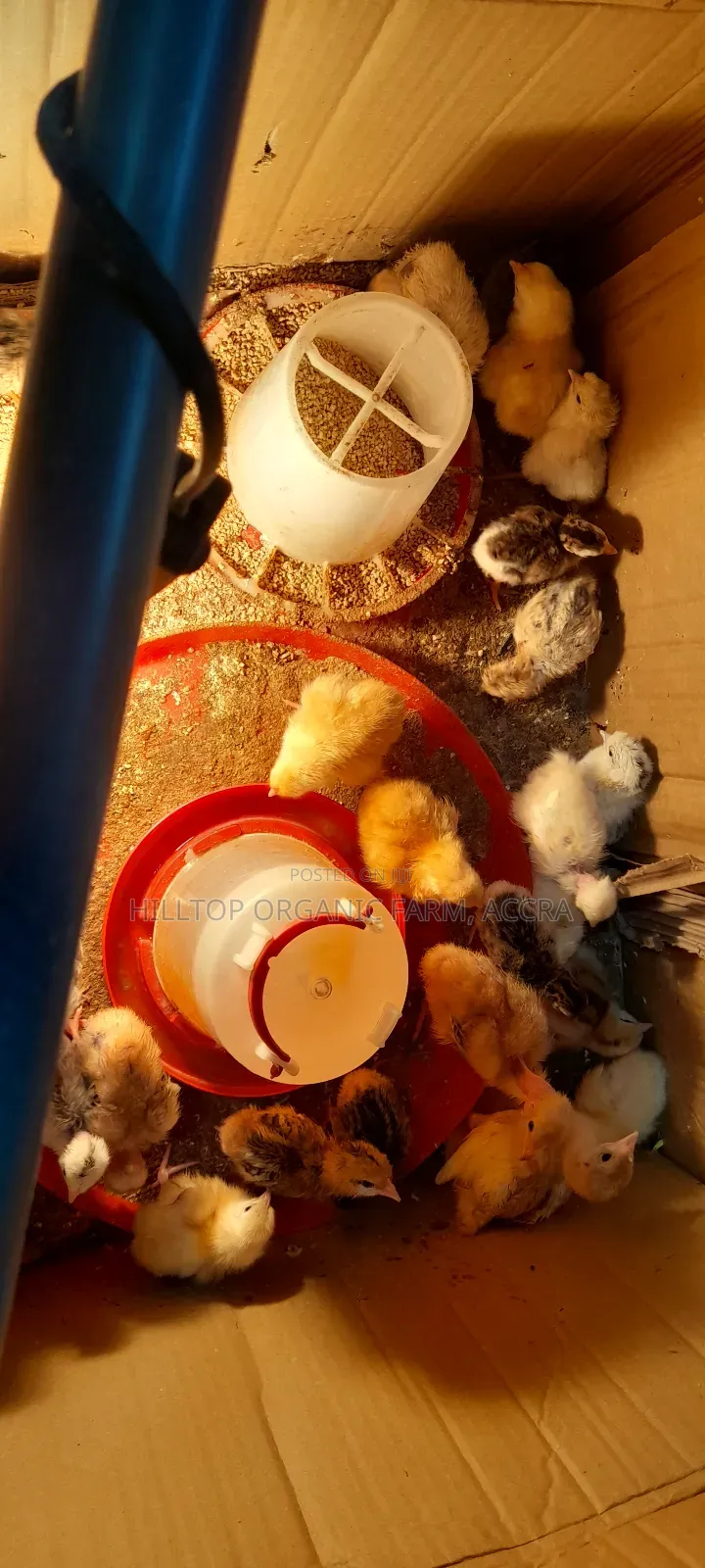 Day Old Sasso Chicks Available on Pre Order Basis