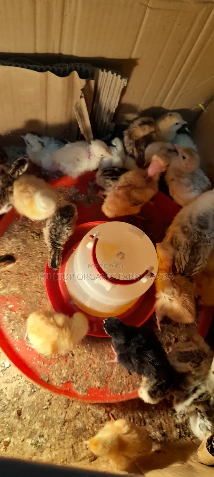 Day Old Sasso Chicks Available on Pre Order Basis