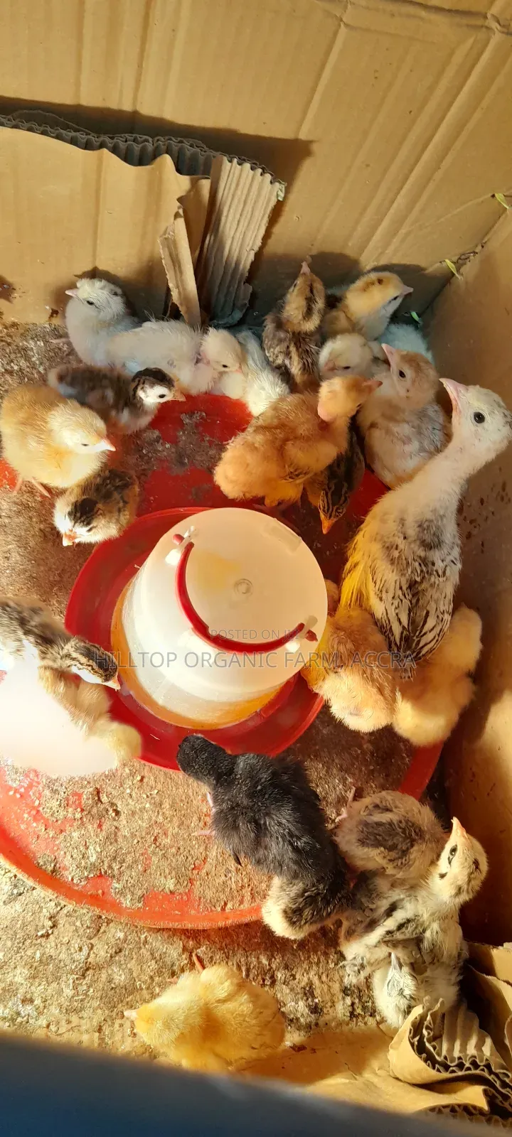 Day Old Sasso Chicks Available on Pre Order Basis
