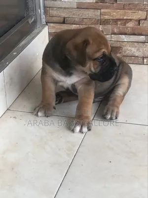 0-1 month Male Purebred Boerboel