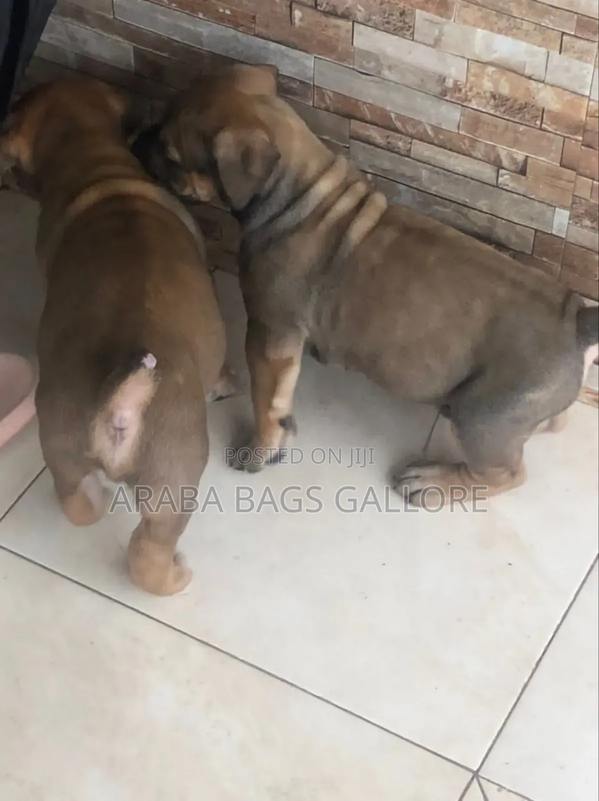 0-1 month Male Purebred Boerboel