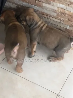 0-1 month Male Purebred Boerboel