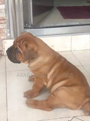 0-1 month Male Purebred Boerboel