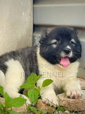 1-3 months Female Purebred Caucasian Shepherd