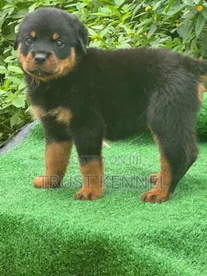 1-3 months Female Purebred Rottweiler