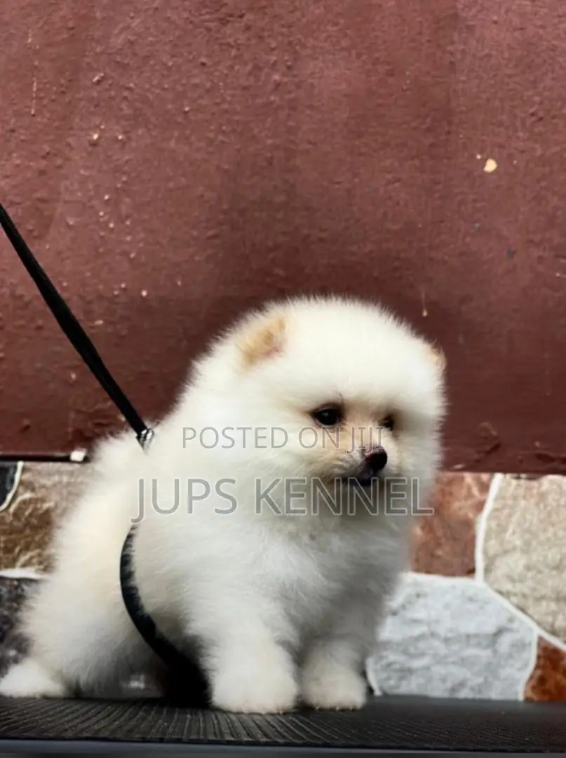 1-3 months Female Purebred Pomeranian