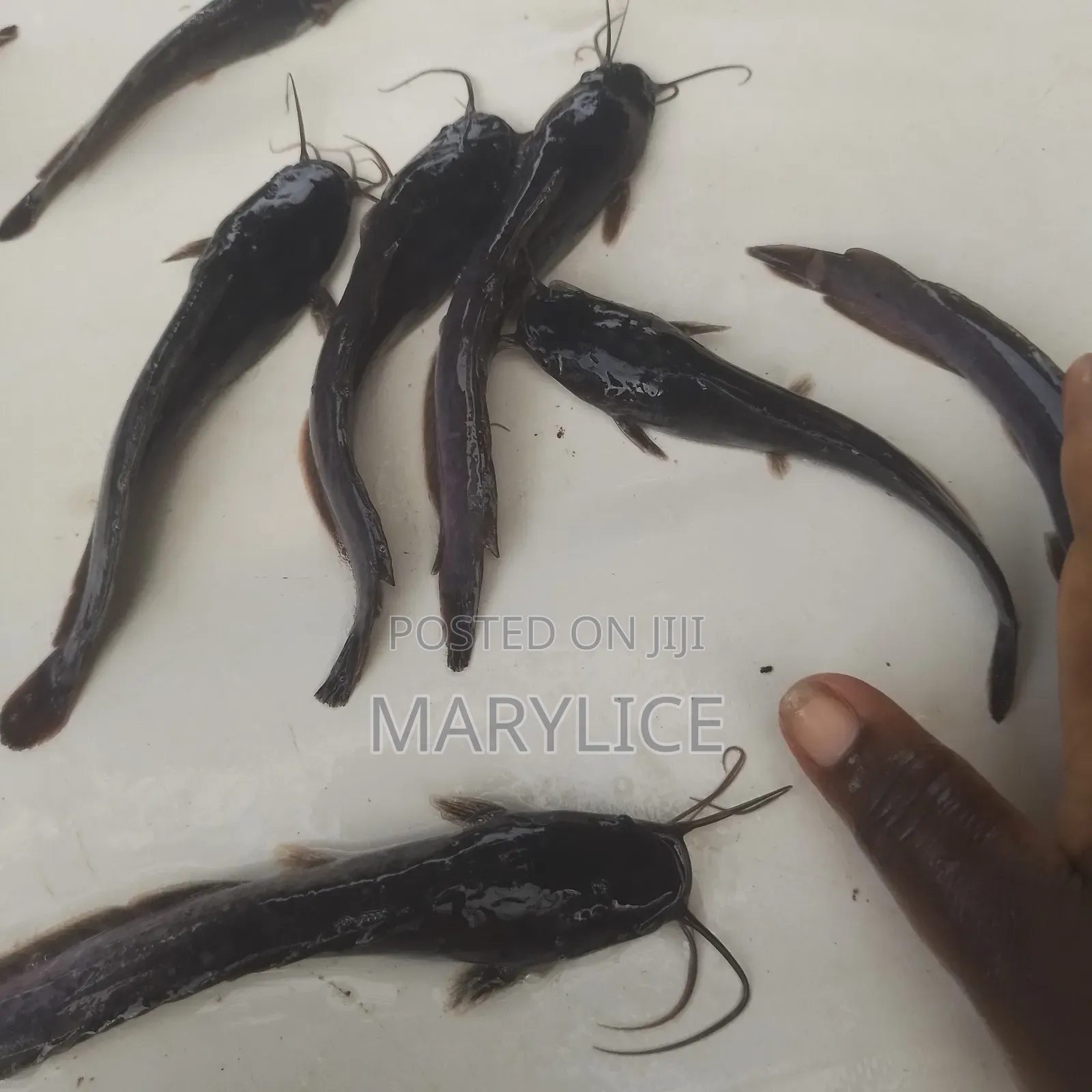 Healthy Catfish Jumbo Available