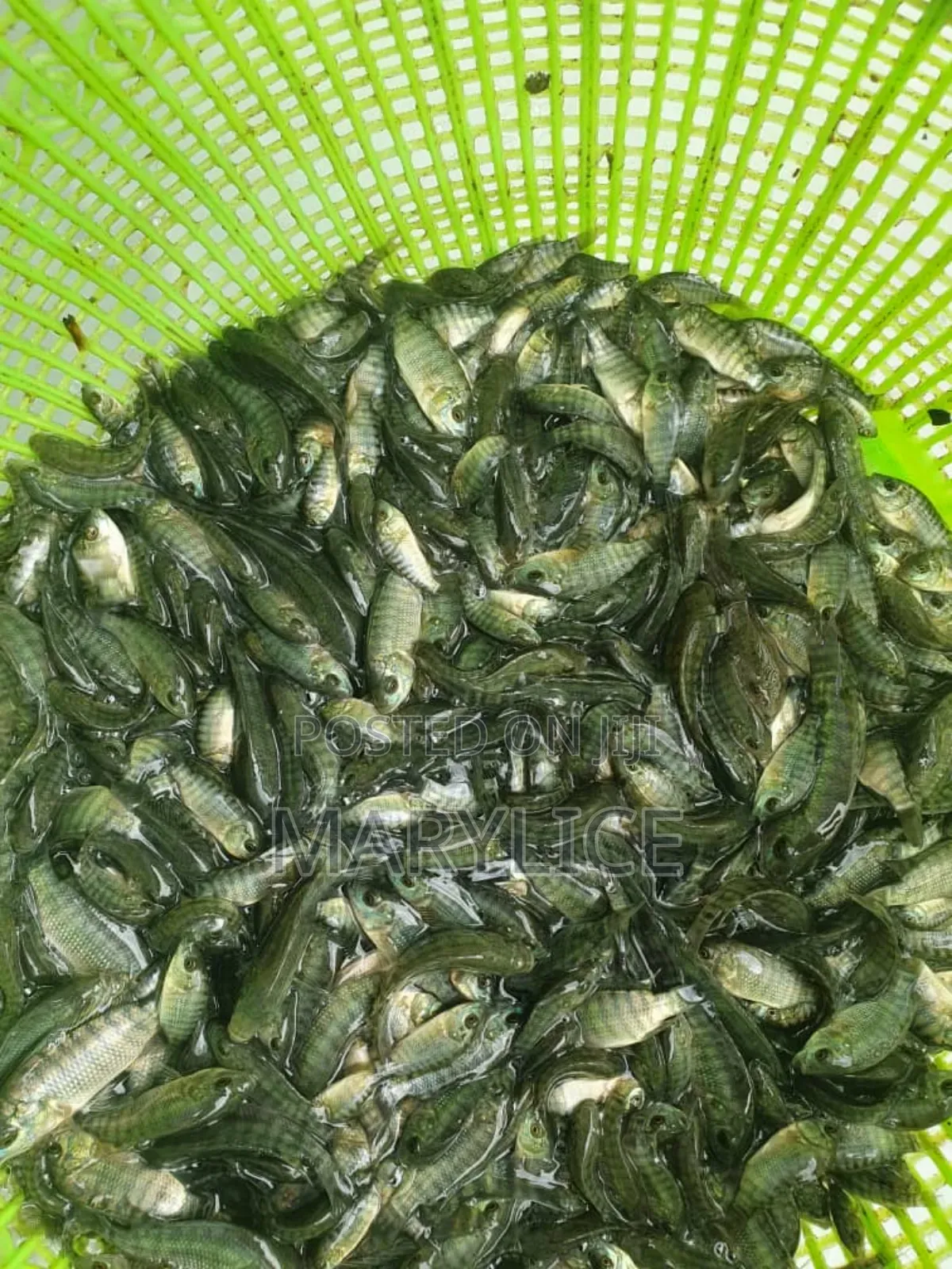 Fast-Growing Tilapia Fingerlings Available