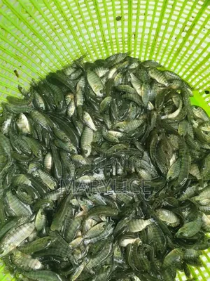 Fast-Growing Tilapia Fingerlings Available