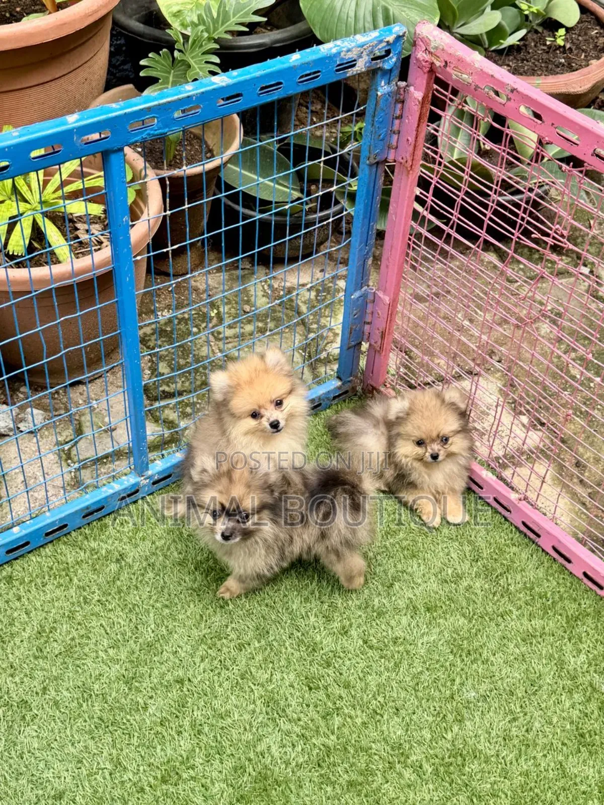 1-3 months Male Purebred Pomeranian